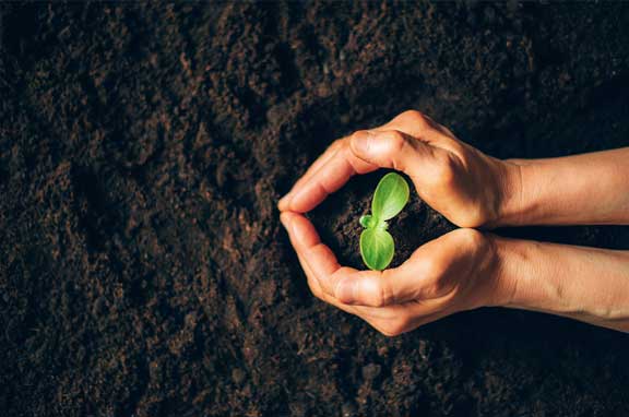 Hands around new plant growing in soil